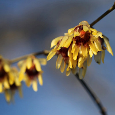 B&Q -  Wintersweet Outdoor Shrub Plant Chimonanthus Praecox Garden Plants 2L Pot