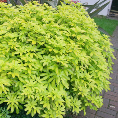 Plant Theory Sundance Mexican Orange Blossom Shrub Plant Choisya Ternata 2L Pot from B&Q