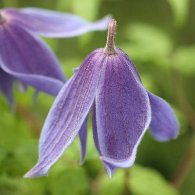 Plant Theory Clematis Alpina Purple Flowering Vine Climbing Plant 60Cm Cane 3L Pot from B&Q