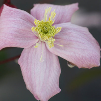 Plant Theory Clematis Elizabeth Pink Flowering Vine Climbing Plant 60Cm Cane 3L Pot from B&Q