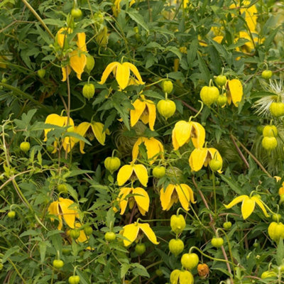 B&Q -  Clematis Tangutica Yellow Flowering Vine Climbing Plant 60Cm Cane 3L Pot