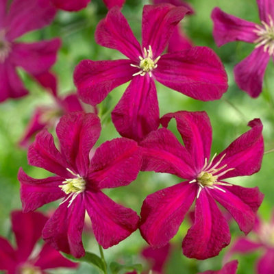 Plant Theory Clematis Madame Julia Correvon Red Flowering Vine Climber Plant 60Cm Cane 3L Pot from B&Q