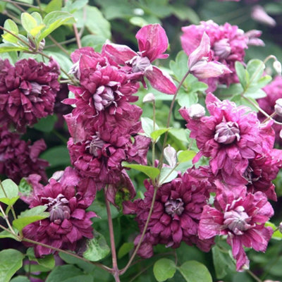 B&Q -  Clematis Purpurea Plena Elegans Purple Flowering Climbing Plant 60Cm Cane 3L Pot