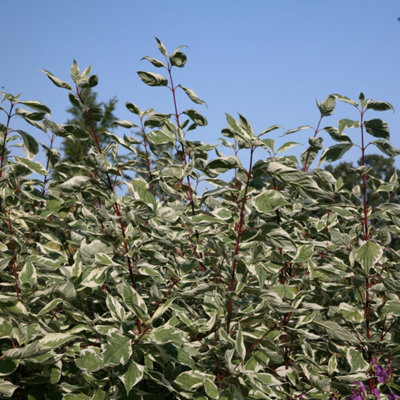 Plant Theory Elegantissima Red Barked Dogwood Shrub Plant Cornus Alba 2L Pot from B&Q