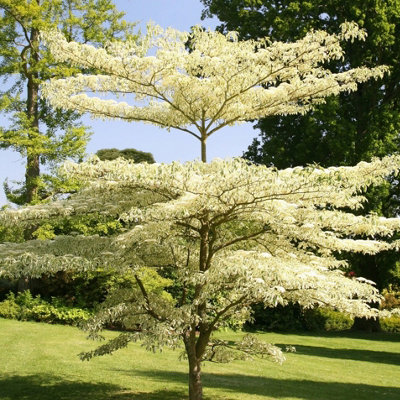Plant Theory Variegata Wedding Cake Tree Shrub Plant Cornus Controversa 3L Pot from B&Q