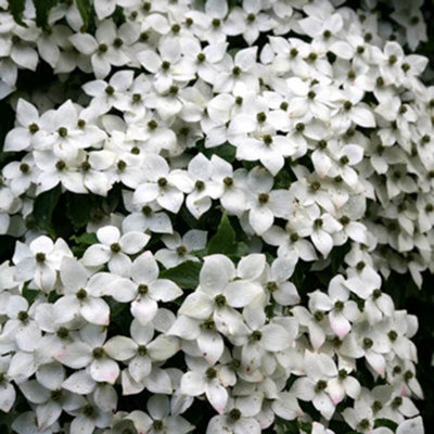 Plant Theory Chinese Dogwood Shrub Plant Cornus Kousa Var. Chinensis 2L Pot from B&Q