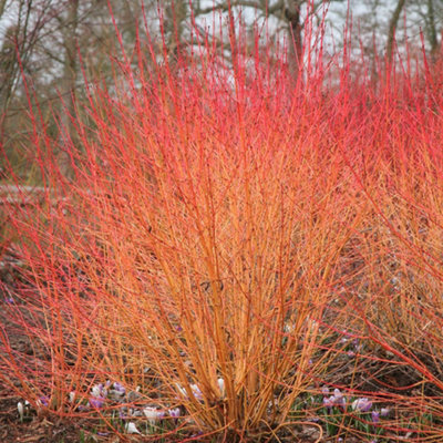 Plant Theory Midwinter Fire Dogwood Outdoor Shrub Plant Cornus Sanguinea 2L Pot from B&Q