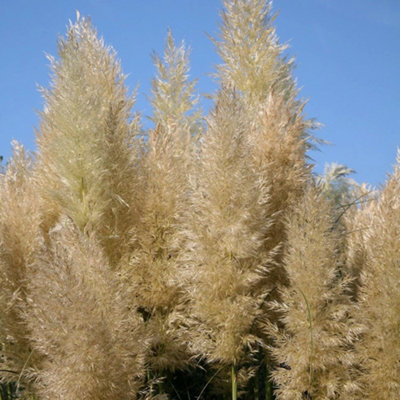 Plant Theory Pumila Pampas Grass Cortaderia Selloana Outdoor Ornamental Plant 2L Pot from B&Q