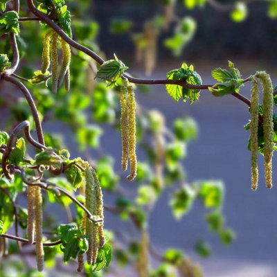 Plant Theory Contorta Corkscrew Hazel Outdoor Shrub Plant Corylus Avellana 5L Pot from B&Q