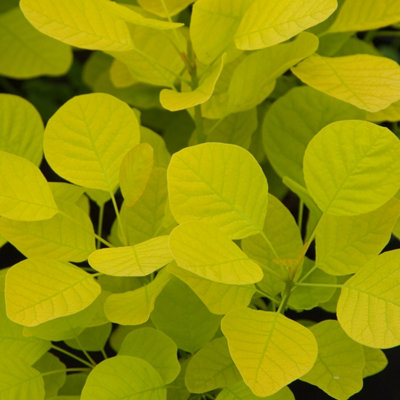 Plant Theory Golden Spirit Smoke Bush Outdoor Shrub Plant Cotinus Coggygria 2L Pot from B&Q