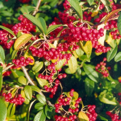 Plant Theory Cornubia Cotoneaster Outdoor Shrub Plant Cotoneaster Garden Plants 2L Pot from B&Q