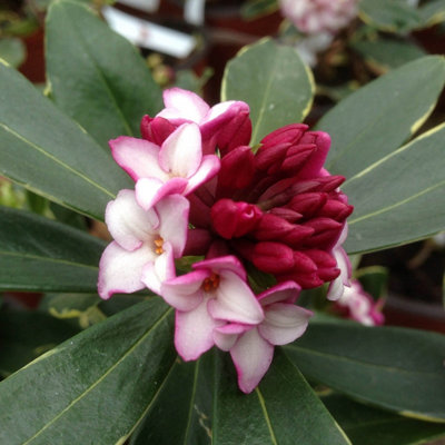 Plant Theory Aureomarginata Daphne Outdoor Shrub Plant Daphne Odora 1.5L Pot from B&Q