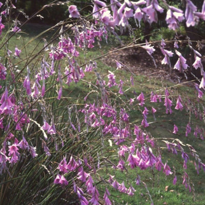 Plant Theory Angel's Fishing Rod Perennials Flowering Plants Dierama Pulcherrimum 1L Pot from B&Q