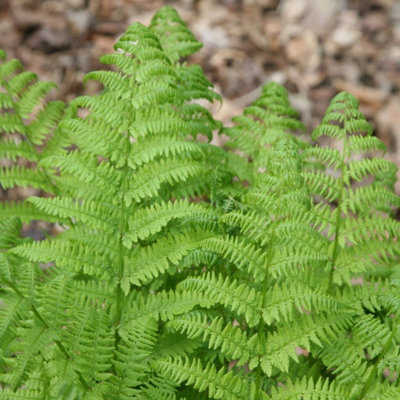 Plant Theory Golden Male Fern Cristata Dryopteris Affinis Outdoor Ferns Jungle Plant 2L Pot from B&Q