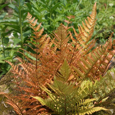 Plant Theory Buckler Fern Dryopteris Erythrosora Hardy Outdoor Ferns Jungle Plant 2L Pot from B&Q