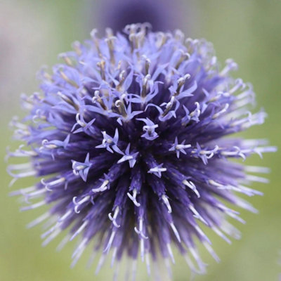 Plant Theory Veitch's Blue Small Globe Thistle Perennials Flowering Plants Echinops 2L Pot from B&Q
