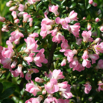 Plant Theory Apple Blossom Escallonia Outdoor Shrub Plant Escallonia 2L Pot from B&Q