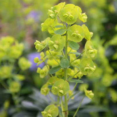 Plant Theory Robbiae Wood Spurge Perennials Flowering Plants Euphorbia Amygdaloides 2L Pot from B&Q