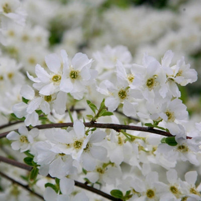 Plant Theory The Bride Pearl Bush Outdoor Shrub Plant Exochorda X Macrantha 2L Pot from B&Q