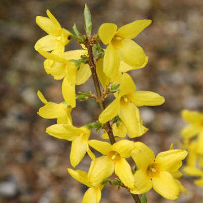 Plant Theory Lynwood Variety Forsythia Shrub Plant Forsythia X Intermedia 2L Pot from B&Q