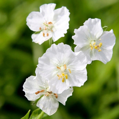 B&Q -  Album Cranesbill Perennials Flowering Plants Geranium Phaeum 2L Pot