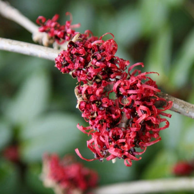 Plant Theory Diane Witch Hazel Shrub Plant Hamamelis X Intermedia 3L Pot 30Cm40Cm from B&Q