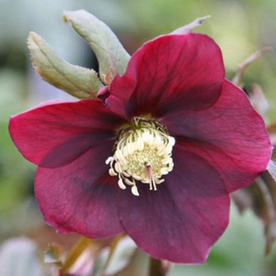 Plant Theory Harvington Red Lenten Rose Hellebore Perennials Flowering Plants 2L Pot from B&Q