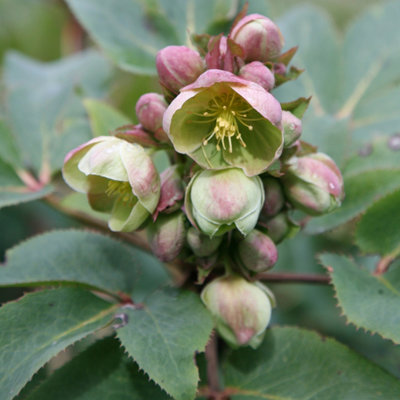 Plant Theory Hellebore Perennials Flowering Plants Helleborus X Sternii 2L Pot from B&Q