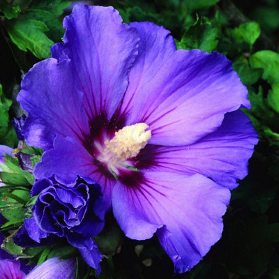 Plant Theory Oiseau Bleu Tree Hollyhock Shrub Plant Hibiscus Syriacus 2L Pot from B&Q