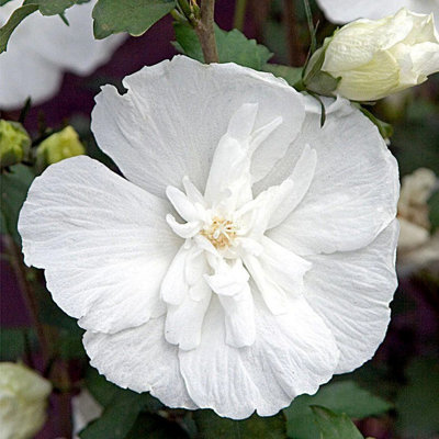 Plant Theory White Chiffon Tree Hollyhock Shrub Plant Hibiscus Syriacus 2L Pot from B&Q