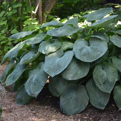 Plant Theory Giant Blue Hosta Perennials Flowering Plants Hosta Sieboldiana Elegans 2L Pot from B&Q