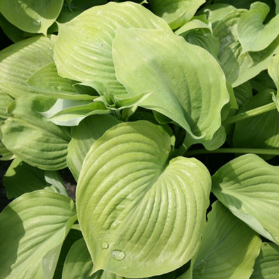 Plant Theory Sum And Substance Plantain Lily Perennials Flowering Plants Hosta 2L Pot from B&Q