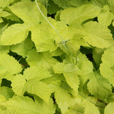 B&Q -  Humulus Lupulus Aureus Yellow Flowering Vine Climbing Plant3L Pot