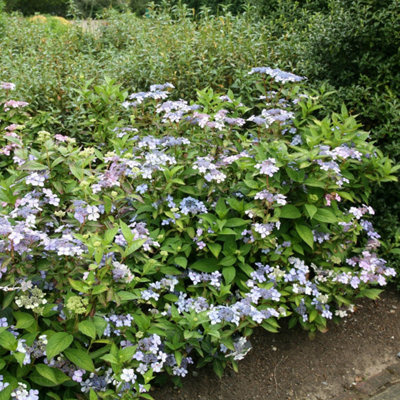 Plant Theory Bluebird Outdoor Shrub Plant Hydrangea Serrata 2L Pot from B&Q