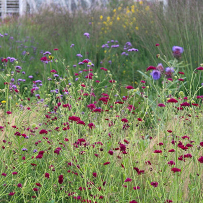B&Q -  Macedonian Scabious Perennials Flowering Plants Knautia Macedonica 2L Pot