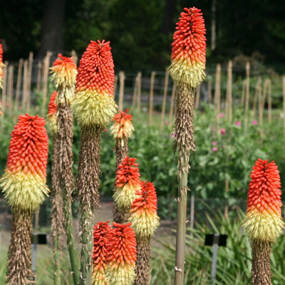 Plant Theory Red Hot Poker Perennials Flowering Plants Kniphofia Uvaria 2L Pot from B&Q