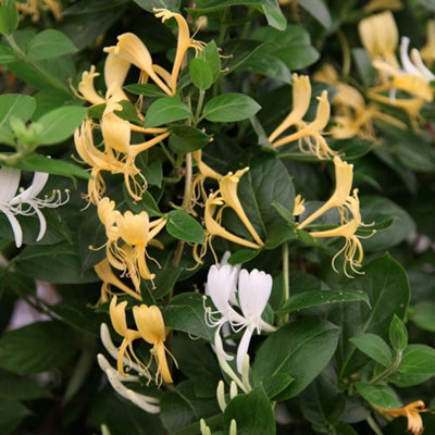 Plant Theory Lonicera Japonica Halliana Yellow Flowering Vine Climbing Plant 60Cm Cane 3L Pot from B&Q