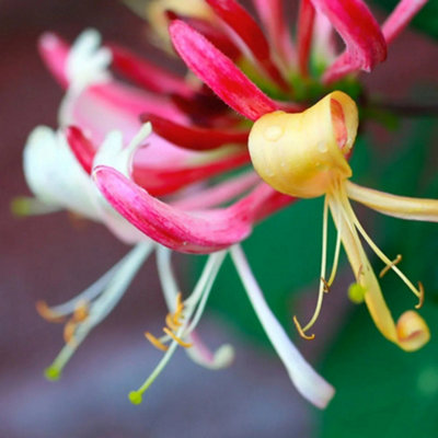 Plant Theory Lonicera Periclymenum Belgica Purple Flowering Climbing Plant 60Cm Cane 3L Pot from B&Q