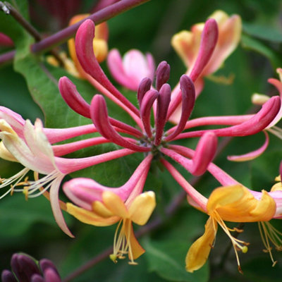 Plant Theory Lonicera X Heckrottii Gold Flame Hort. Burgundy Climbing Plant 60Cm Cane 3L Pot from B&Q