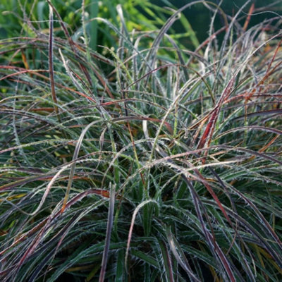 Plant Theory Snowy Woodrush Grass Luzula Nivea Outdoor Ornamental Plant 2L Pot from B&Q