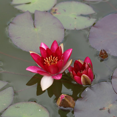 Primrose Nymphaea Pygmaea Rubra Water Lily 1 Litre Aquatic Pot Pond Plant from B&Q