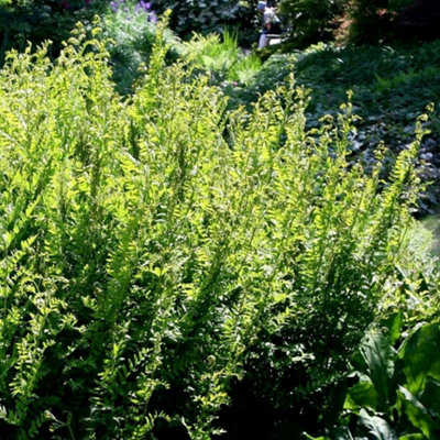 Plant Theory Royal Fern Osmunda Regalis Hardy Outdoor Ferns Jungle Plant 2L Pot from B&Q