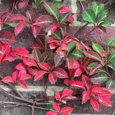 Plant Theory Henryana Chinese Virginia Creeper Burgundy Flowering Vine Plant 60Cm Cane 3L Pot from B&Q
