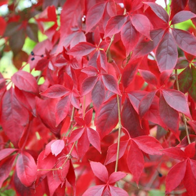 Plant Theory Quinquefolia Virginia Creeper Burgundy Flowering Climbing Plant 60Cm Cane 2L Pot from B&Q