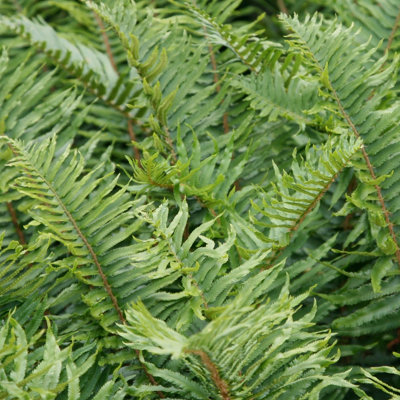 Plant Theory Sword Fern Polystichum Munitum Hardy Outdoor Ferns Jungle Plant 2L Pot from B&Q