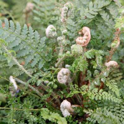 Plant Theory Soft Shield Fern Herrenhausen Polystichum Setiferum Outdoor Ferns Plant 2L Pot from B&Q