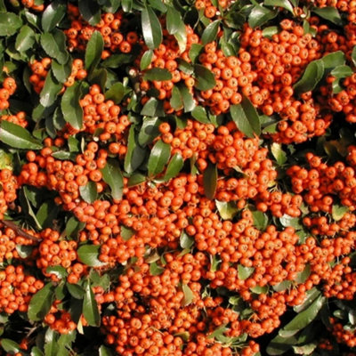 B&Q -  Saphyr Orange Firethorn Outdoor Shrub Plant Pyracantha Garden Plants 2L Pot