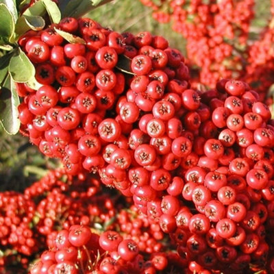 B&Q -  Saphyr Rouge Firethorn Outdoor Shrub Plant Pyracantha Garden Plants 2L Pot