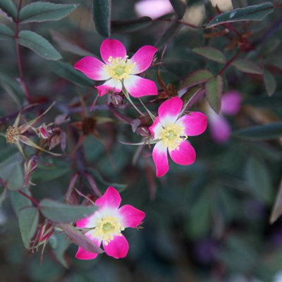 B&Q -  Pourr Rose Shrub Bush Pale Cerise Pink Picotee Flowers 4L Pot
