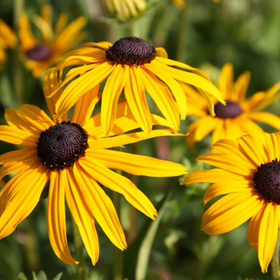 Plant Theory Sullivantii Goldsturm Black Eyed Susan Perennial Flowering Plant Rudbeckia 2L from B&Q